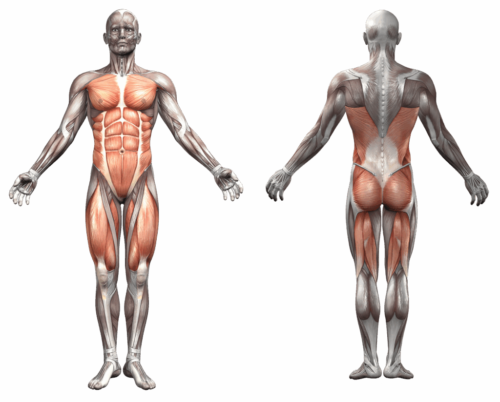 Cabinet ostéopathie hypnose hypnothérapie finistère guilvinec Hadrien Corjon ostéopathe hypnothérapeute bigouden 29 conseils gainage planche ventrale dorsale latérale renforcement musculaire lombalgie lumbago ventre plat muscle