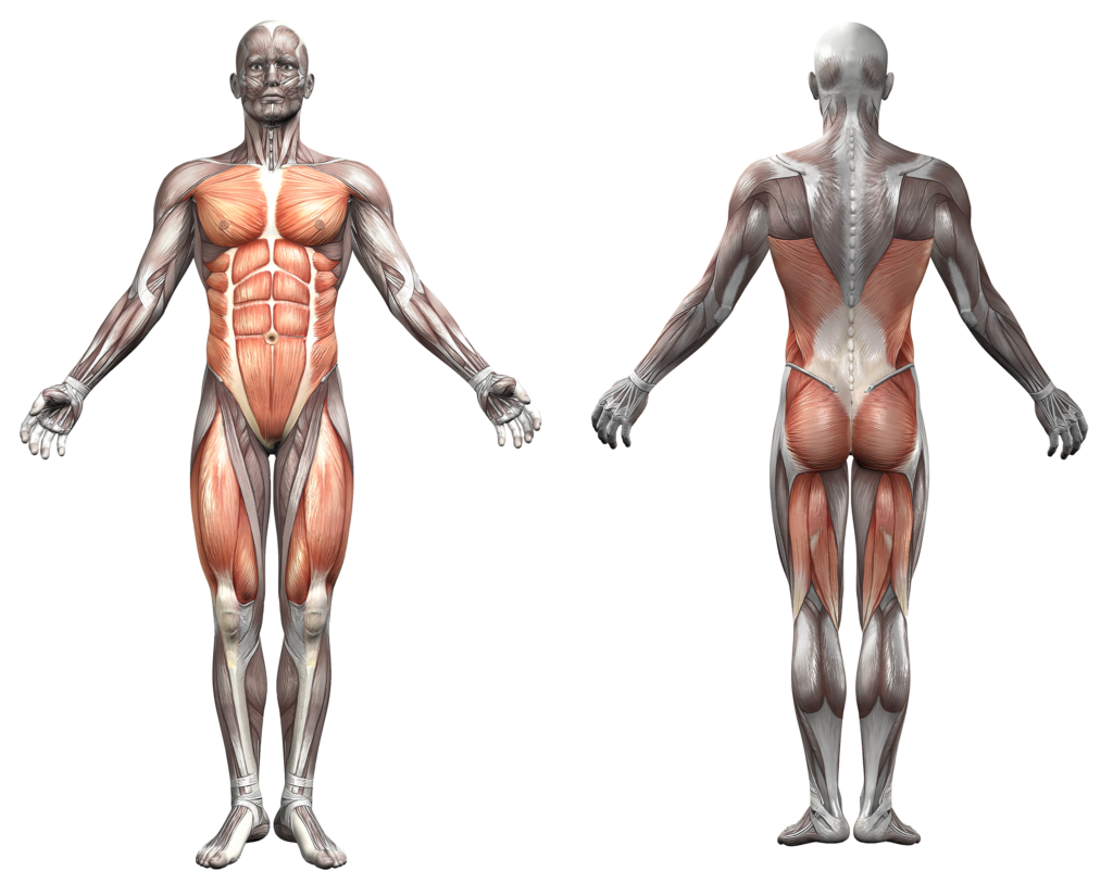 Cabinet ostéopathie hypnose hypnothérapie finistère guilvinec Hadrien Corjon ostéopathe hypnothérapeute bigouden 29 conseils gainage planche ventrale dorsale latérale renforcement musculaire lombalgie lumbago ventre plat muscle